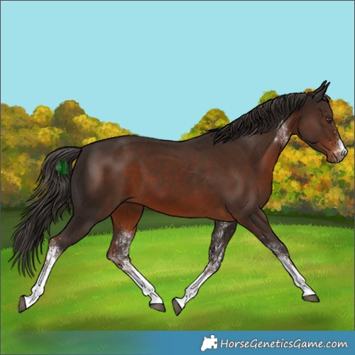 Horse Color:White Spotted Liver Chestnut