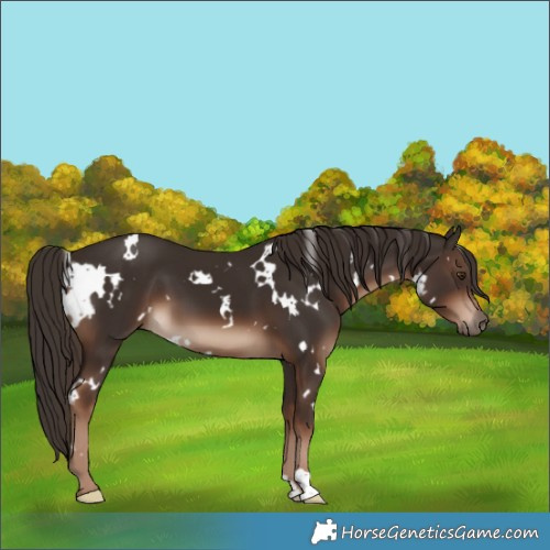 Horse Color:White Spotted Liver Chestnut