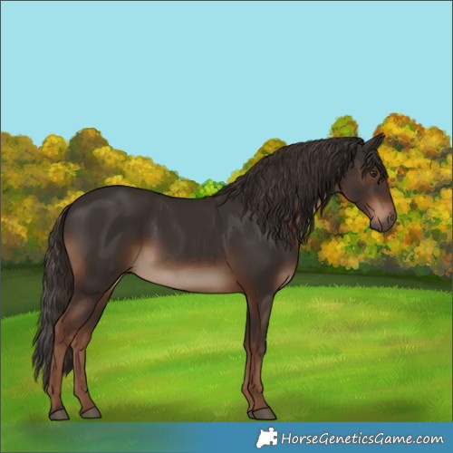 Horse Color:White Spotted Liver Chestnut