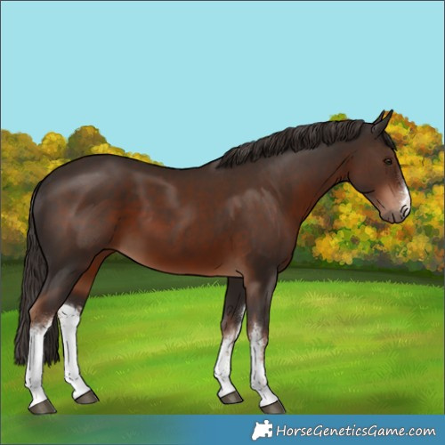 Horse Color:White Spotted Liver Chestnut 