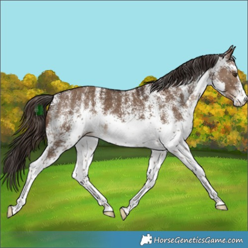 Horse Color:White Spotted Liver Red Dun Rabicano