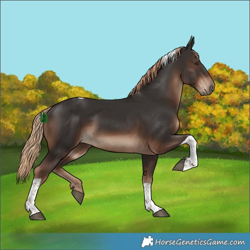 Horse Color:Liver Chestnut Tobiano