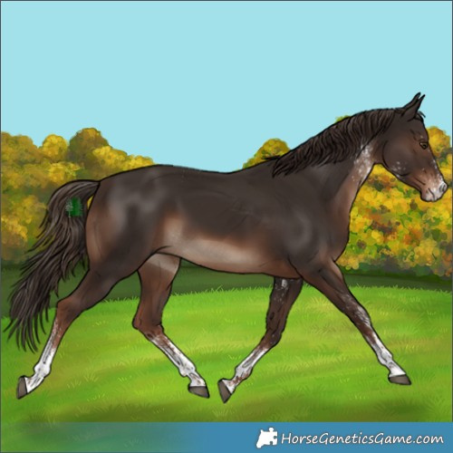 Horse Color:White Spotted Liver Chestnut