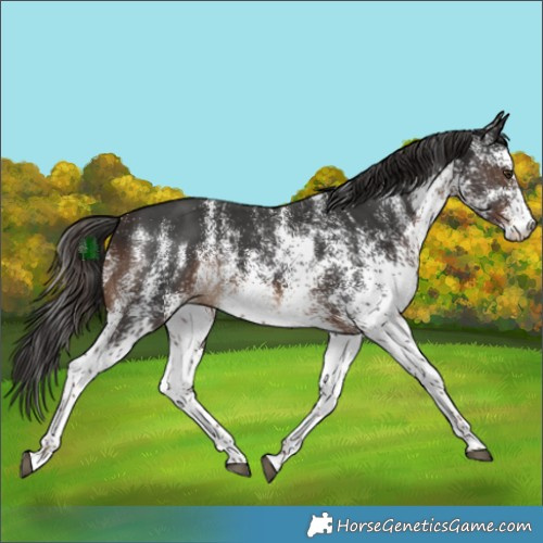 Horse Color:White Spotted Liver Chestnut