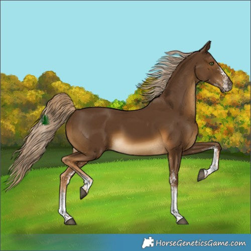 Horse Color:White Spotted Chocolate Palomino