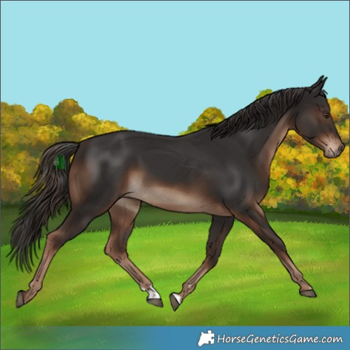 Horse Color:Liver Chestnut 