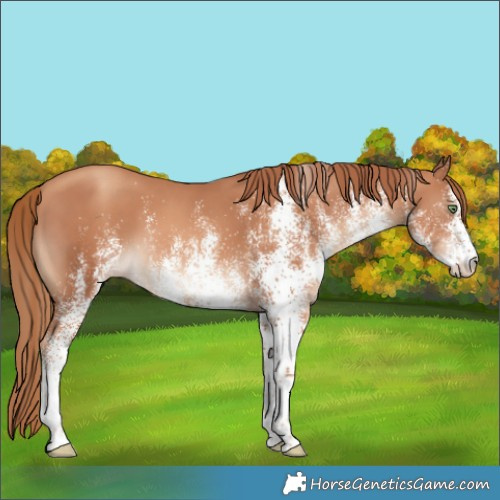 Horse Color:White Spotted Gold Champagne 