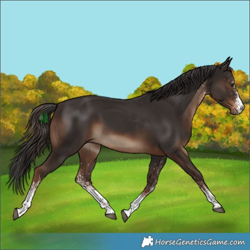 Horse Color:White Spotted Liver Chestnut 