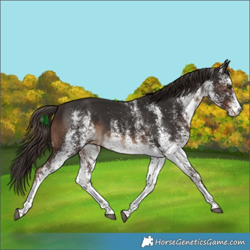 Horse Color:White Spotted Liver Chestnut 