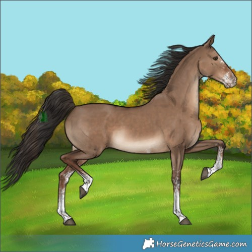 Horse Color:White Spotted Liver Red Dun