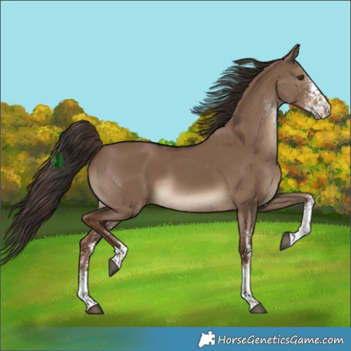 Horse Color:White Spotted Liver Red Dun 