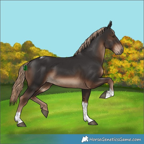 Horse Color:Liver Chestnut Tobiano 