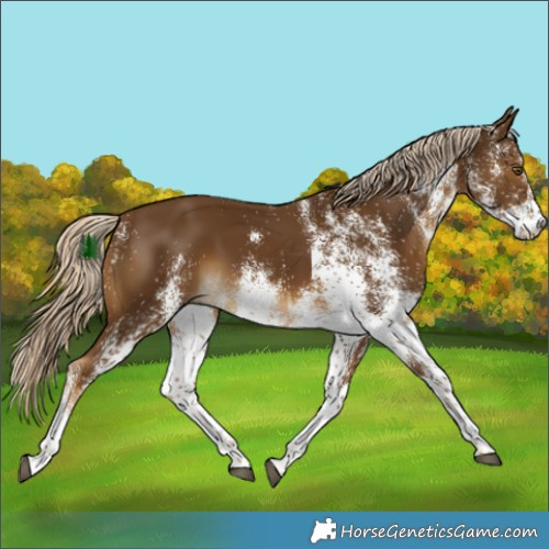 Horse Color:White Spotted Chocolate Palomino 