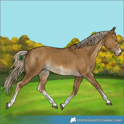 Horse Color:White Spotted Chocolate Palomino Dun