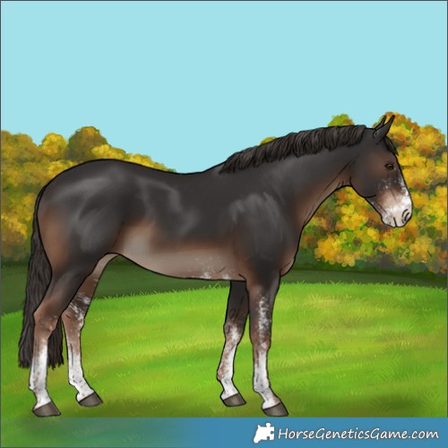 Horse Color:White Spotted Liver Chestnut 