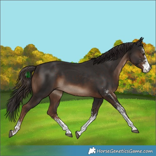 Horse Color:White Spotted Liver Chestnut Rabicano