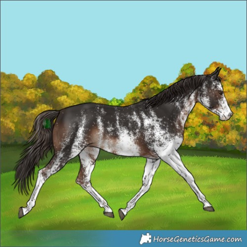 Horse Color:White Spotted Liver Chestnut Rabicano
