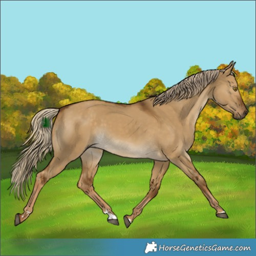 Horse Color:Chocolate Palomino Dun Rabicano 