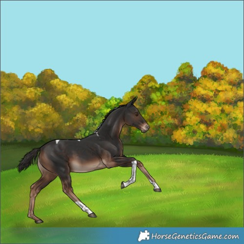 Horse Color:Liver Chestnut Tobiano
