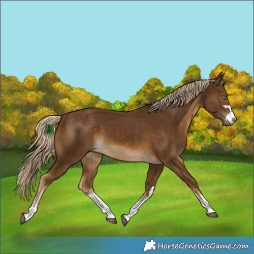 Horse Color:Chocolate Palomino