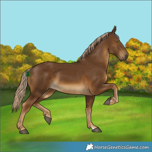 Horse Color:Chocolate Palomino 