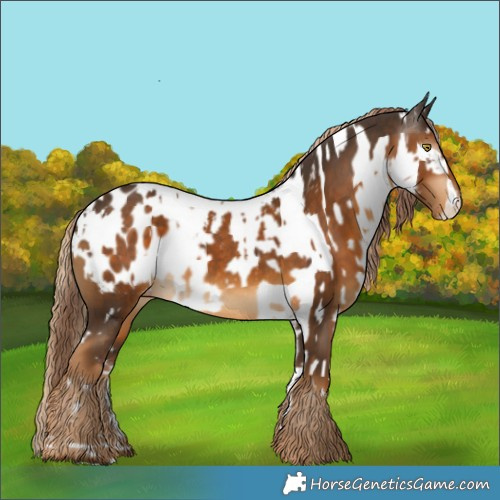 Horse Color:Liver Chestnut Tobiano Near Fewspot  and Gray Chocolate Palomino Blanket 