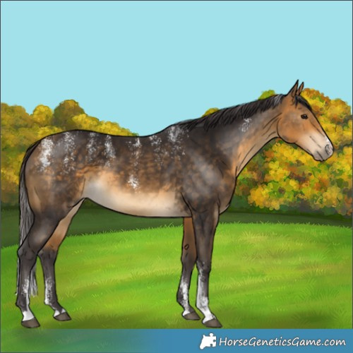 Horse Color:Powder White Buckskin 