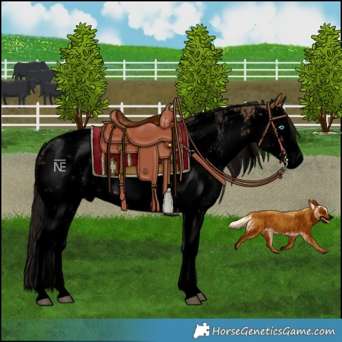 Horse Color:Void White Spotted Bay Dun Sabino Splash  and Void White Spotted Buckskin Sabino Splash 