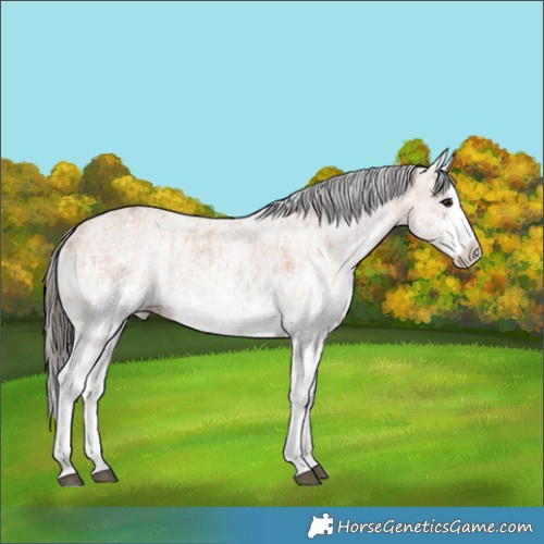 Horse Color:White Spotted Bay Splash and White Spotted Bay Splash