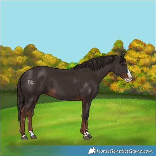 Horse Color:Liver Chestnut Splash 