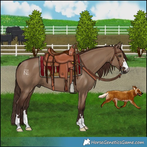 Horse Color:Liver Red Dun 