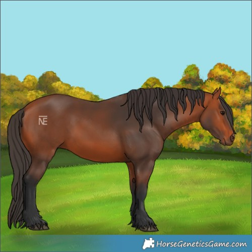 Horse Color:Bay Rabicano