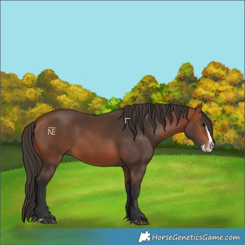 Horse Color:Bay Splash Frame Rabicano