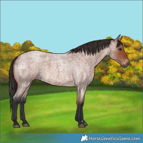 Horse Color:Bay Roan 