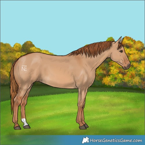 Horse Color:Red Dun 