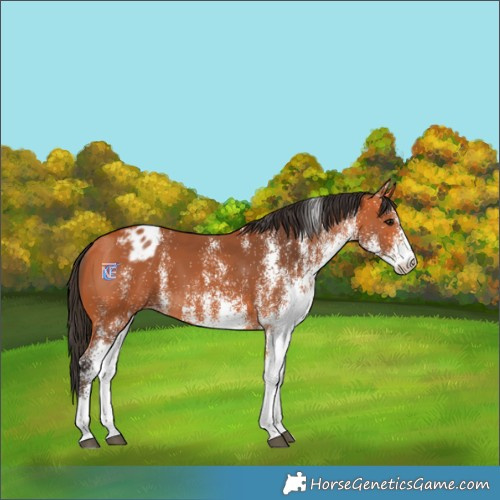 Horse Color:White Spotted Bay Varnish 