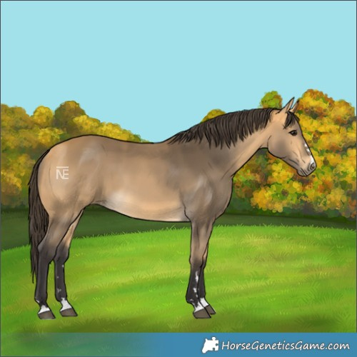 Horse Color:Buckskin 
