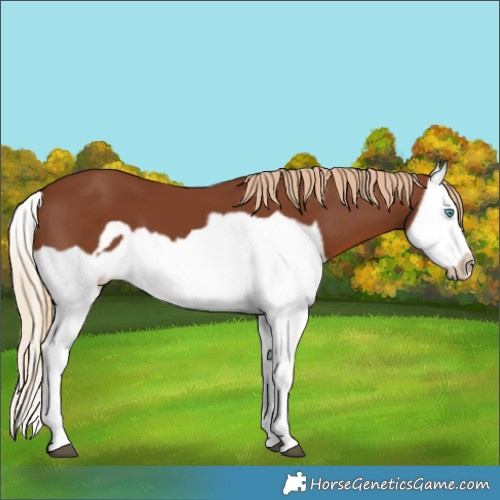 Horse Color:Chestnut Splash Frame