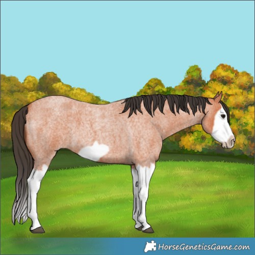 Horse Color:Bay Roan Splash Frame 