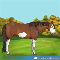 Horse Color:Bay Splash Frame