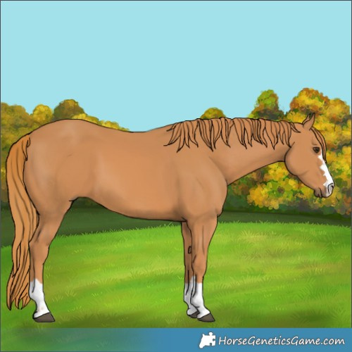 Horse Color:Chestnut 