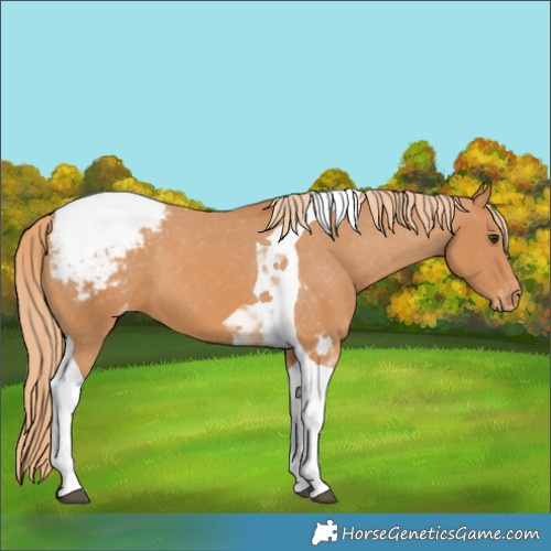 Horse Color:Chestnut Tobiano Snowcap 
