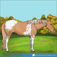 Horse Color:Chestnut Tobiano Snowcap