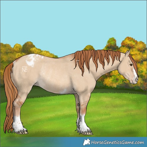 Horse Color:Red Dun Appaloosa Rabicano 