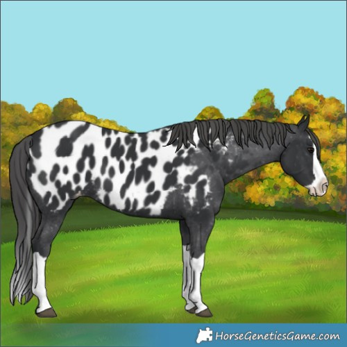 Horse Color:Black Splash Near Leopard 
