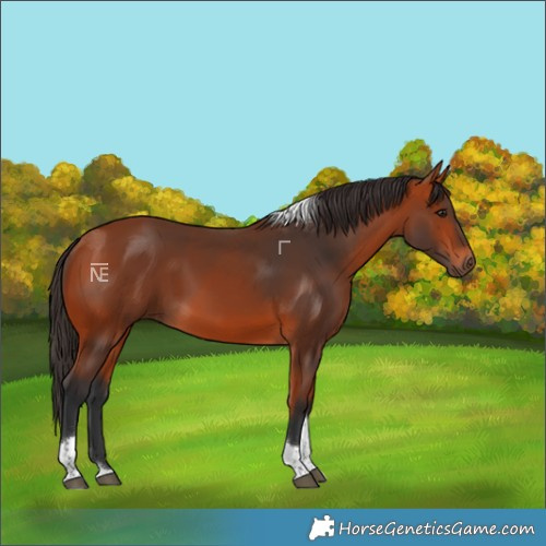 Horse Color:Bay Tobiano Rabicano 