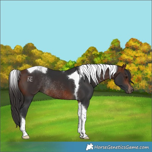 Horse Color:Bay Tobiano Rabicano