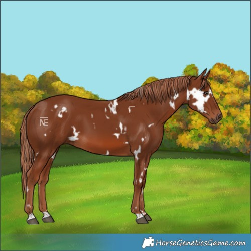 Horse Color:White Spotted Chestnut 