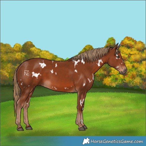 Horse Color:White Spotted Chestnut 