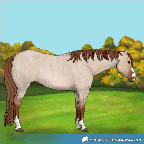 Horse Color:Red Dun Roan Rabicano